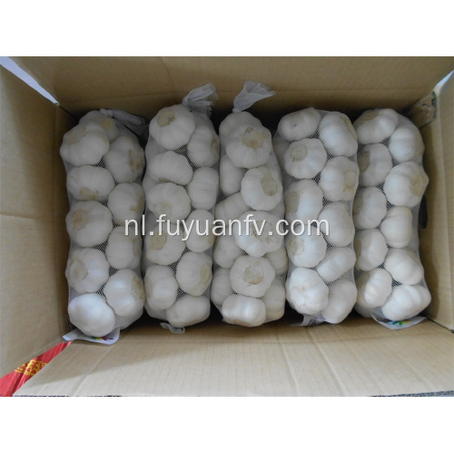 Pure White Garlic van jinxiang